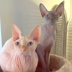 Meet your Posher, Jax